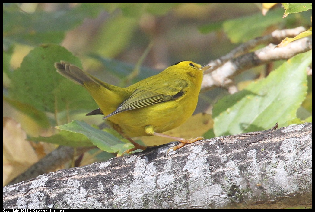 1005-091803-03.jpg - Wilson's Warbler