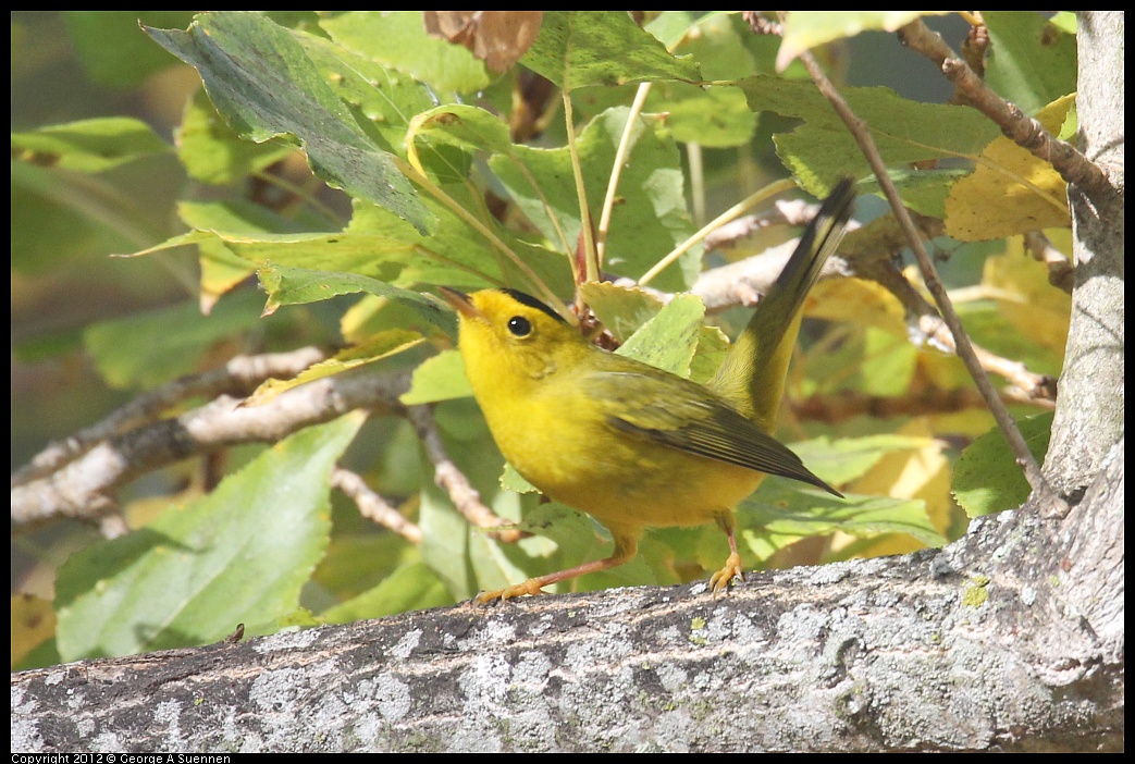 1005-091805-05.jpg - Wilson's Warbler