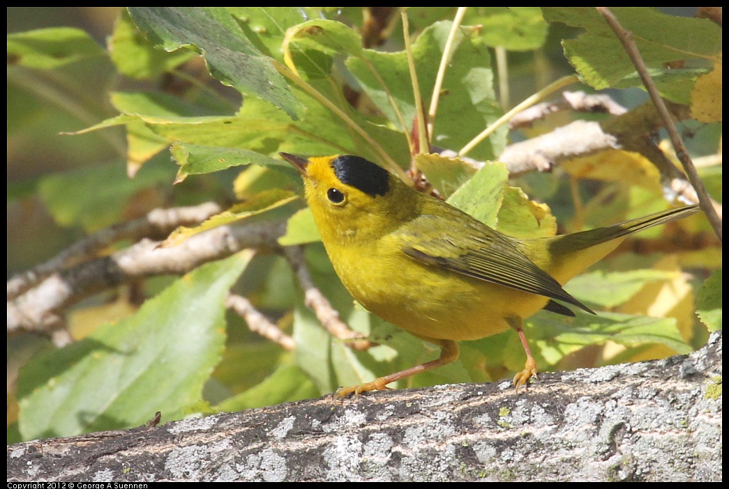 1005-091806-02.jpg - Wilson's Warbler