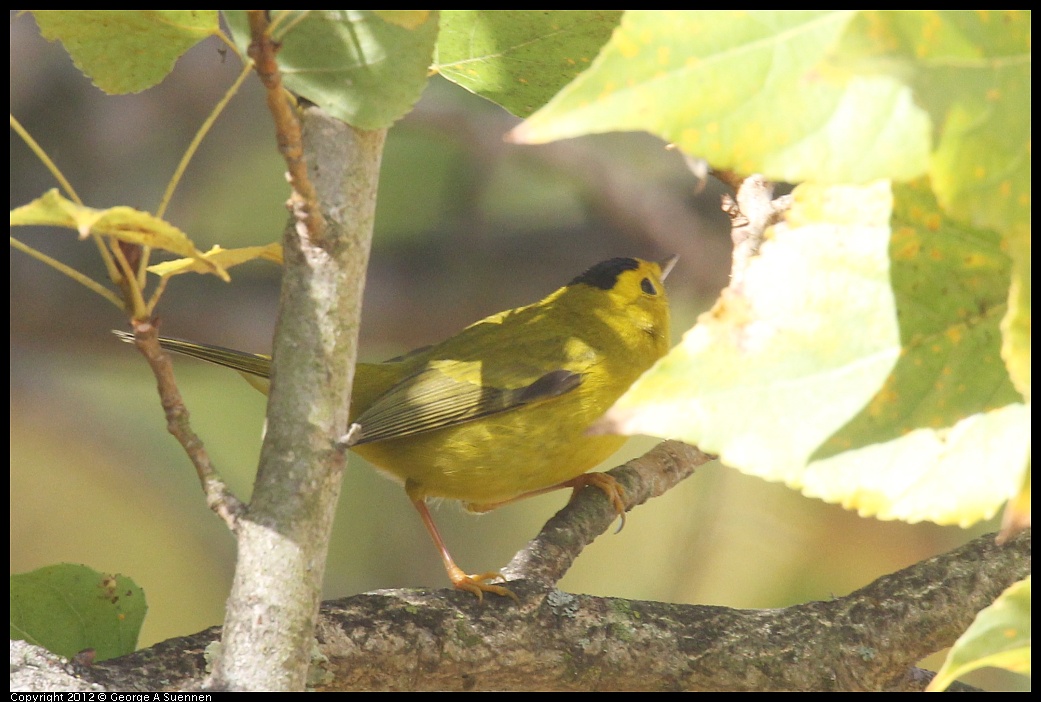 1005-091812-01.jpg - Wilson's Warbler