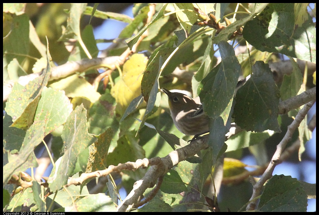 1006-161010-02.jpg - Yellow-rumped Warbler