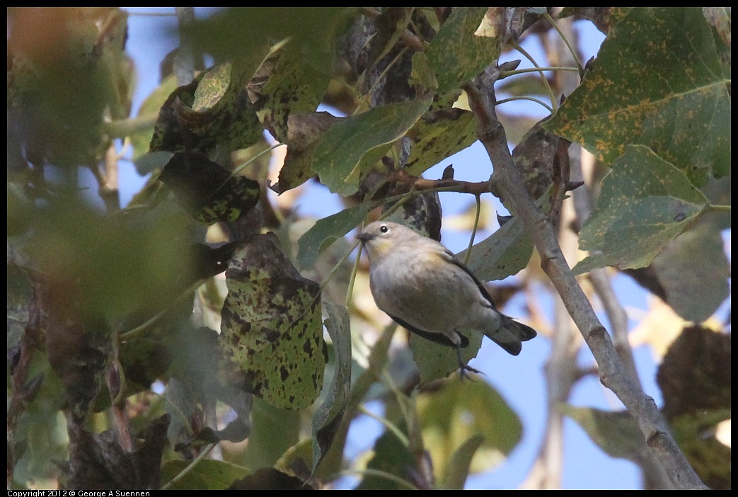 1006-161033-02.jpg - Yellow-rumped Warbler