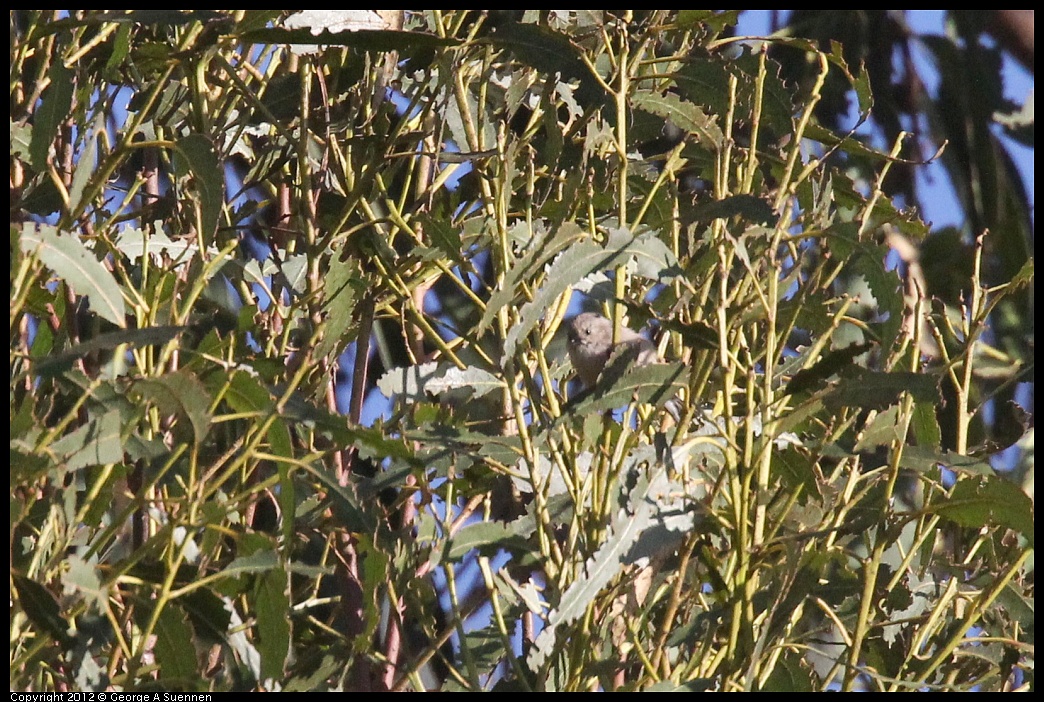 1006-161332-01.jpg - Bushtit