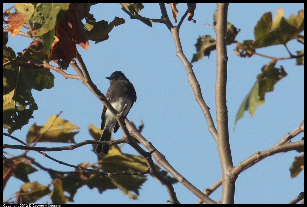 1006-163504-01.jpg - Black Phoebe