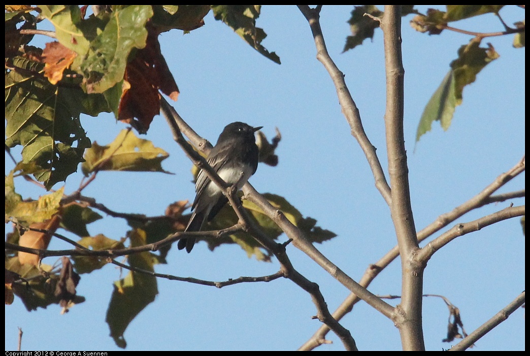 1006-163516-02.jpg - Black Phoebe