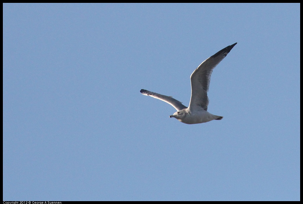 1006-163545-04.jpg - Ring-billed Gull