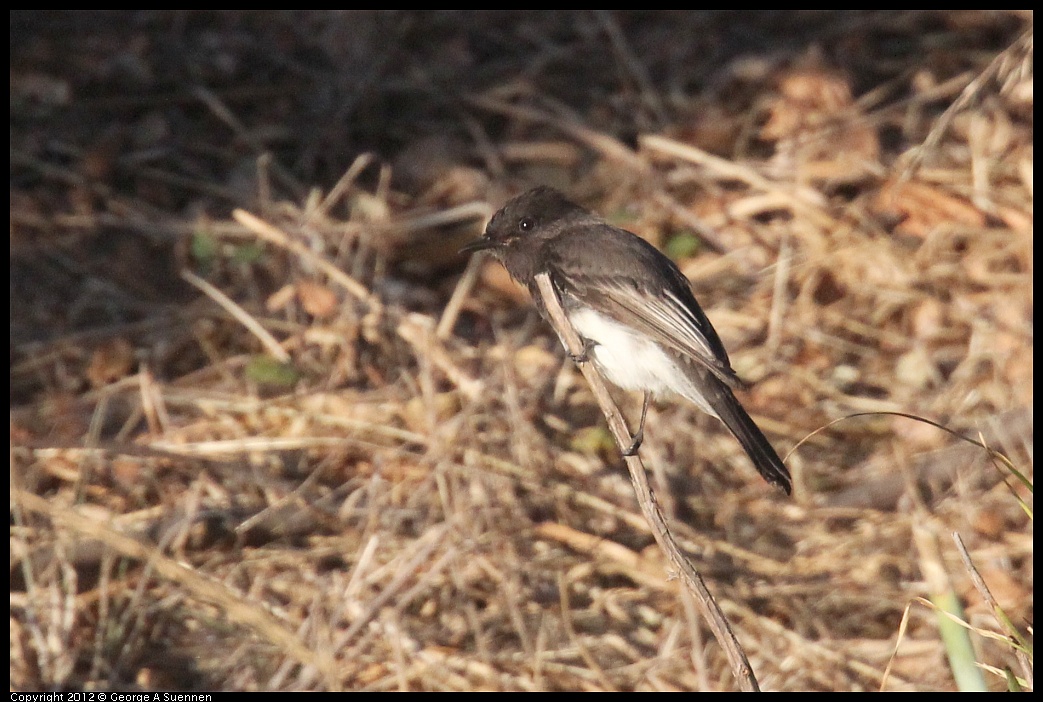 1006-164630-01.jpg - Black Phoebe