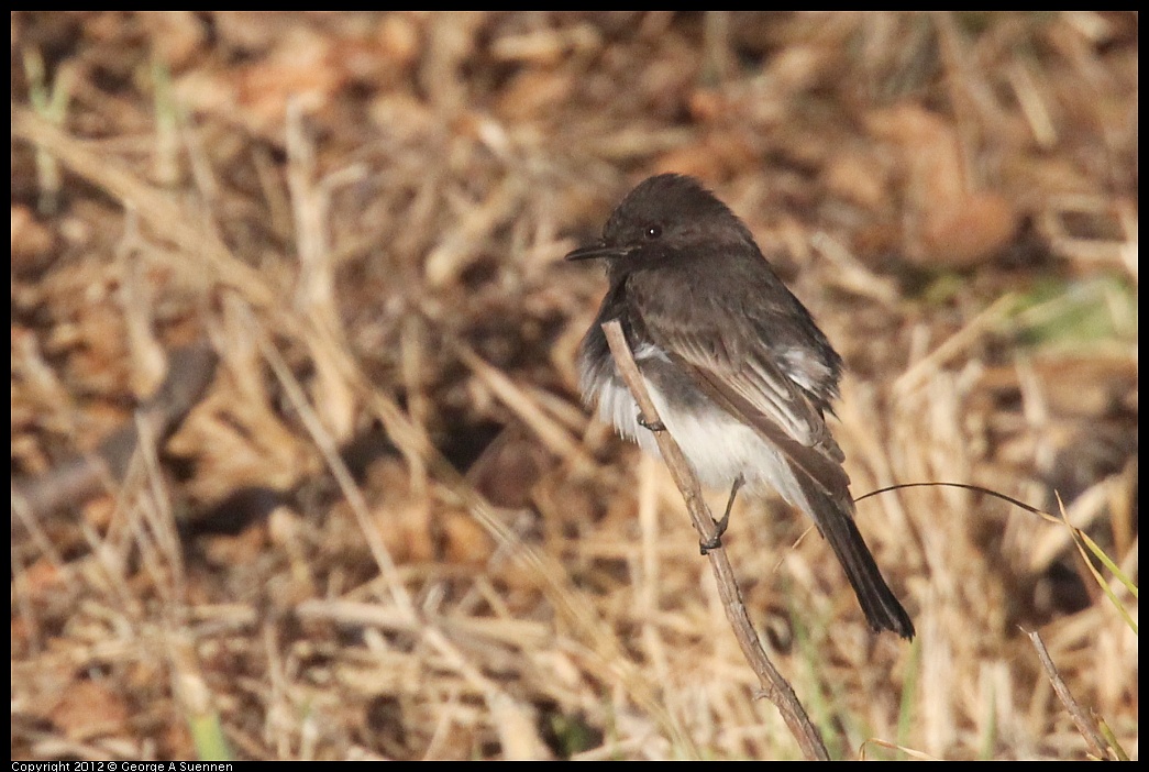 1006-164645-01.jpg - Black Phoebe