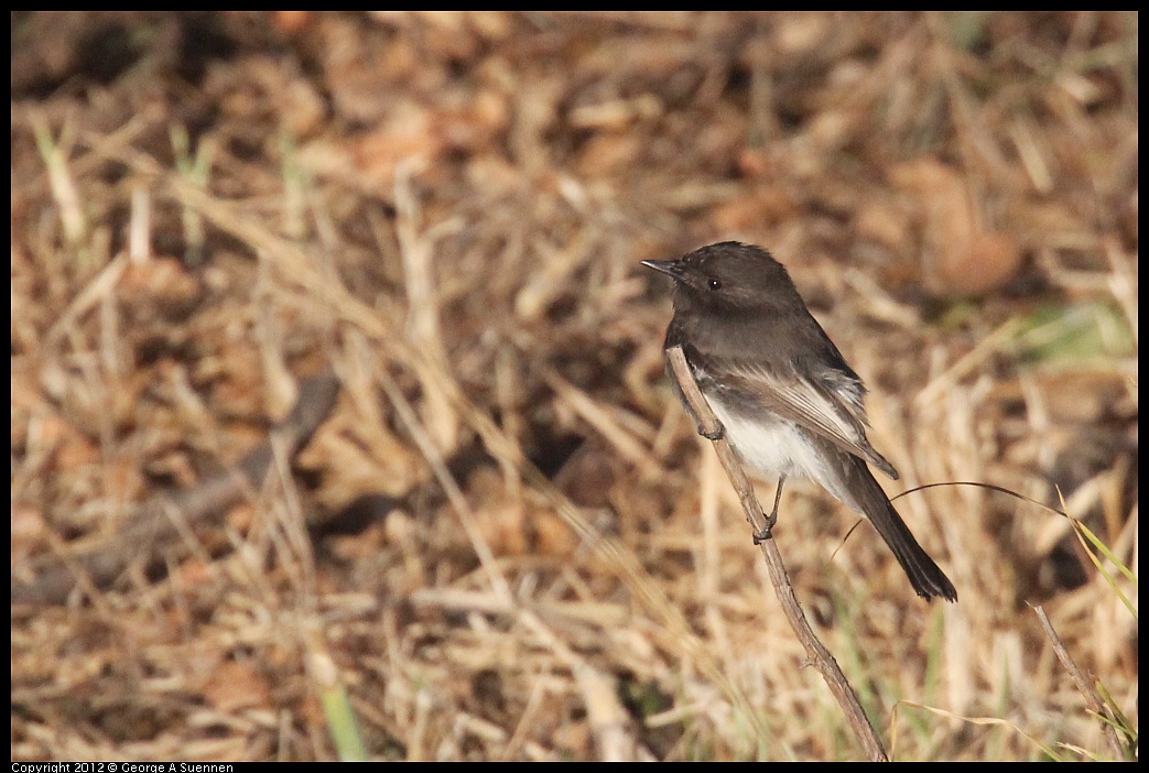 1006-164648-01.jpg - Black Phoebe