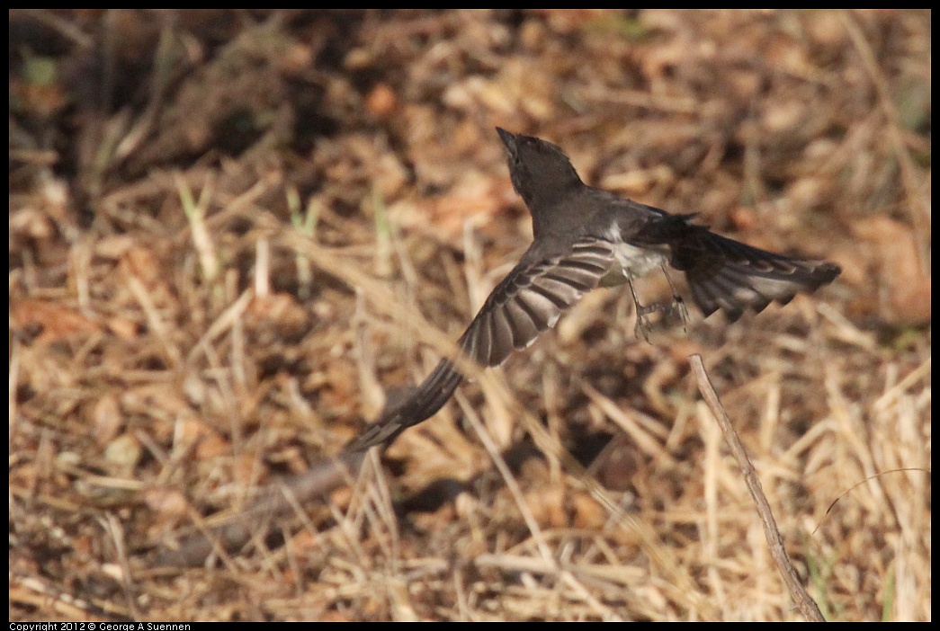 1006-164648-03.jpg - Black Phoebe