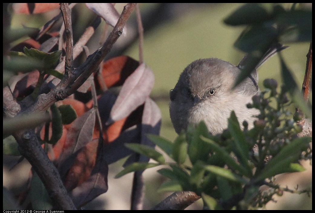 1006-164750-02.jpg - Bushtit