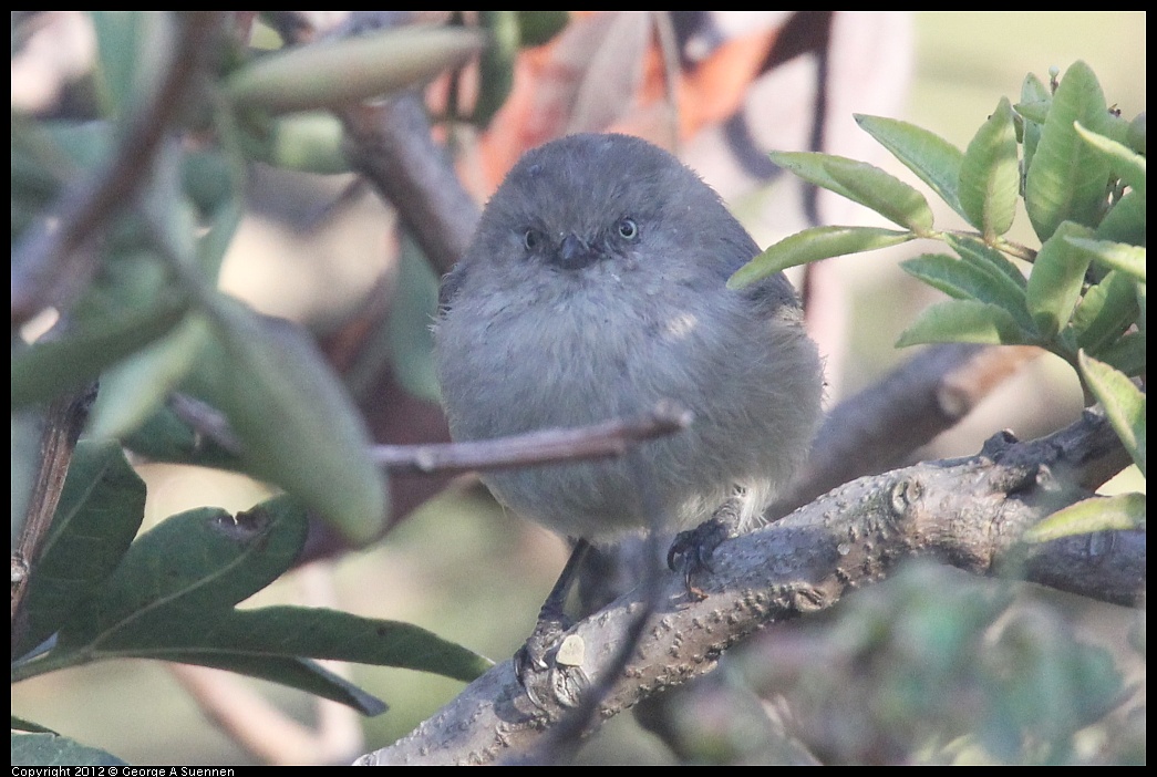 1006-164752-01.jpg - Bushtit