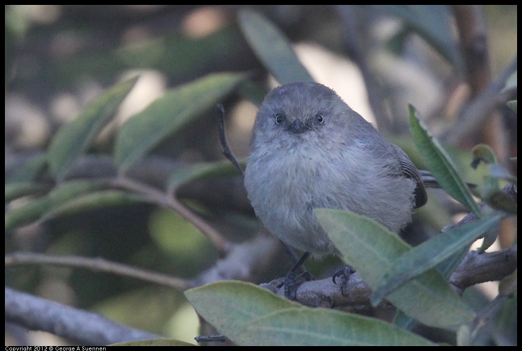 1006-164800-03.jpg - Bushtit