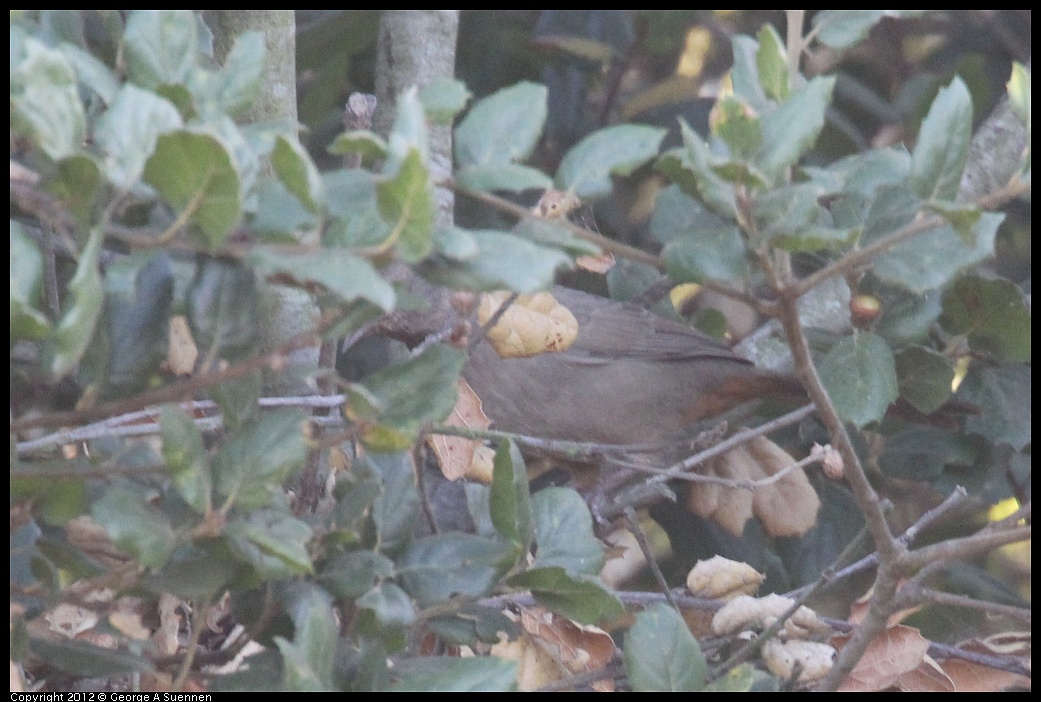 1006-165247-02.jpg - California Towhee (Id purposes only)