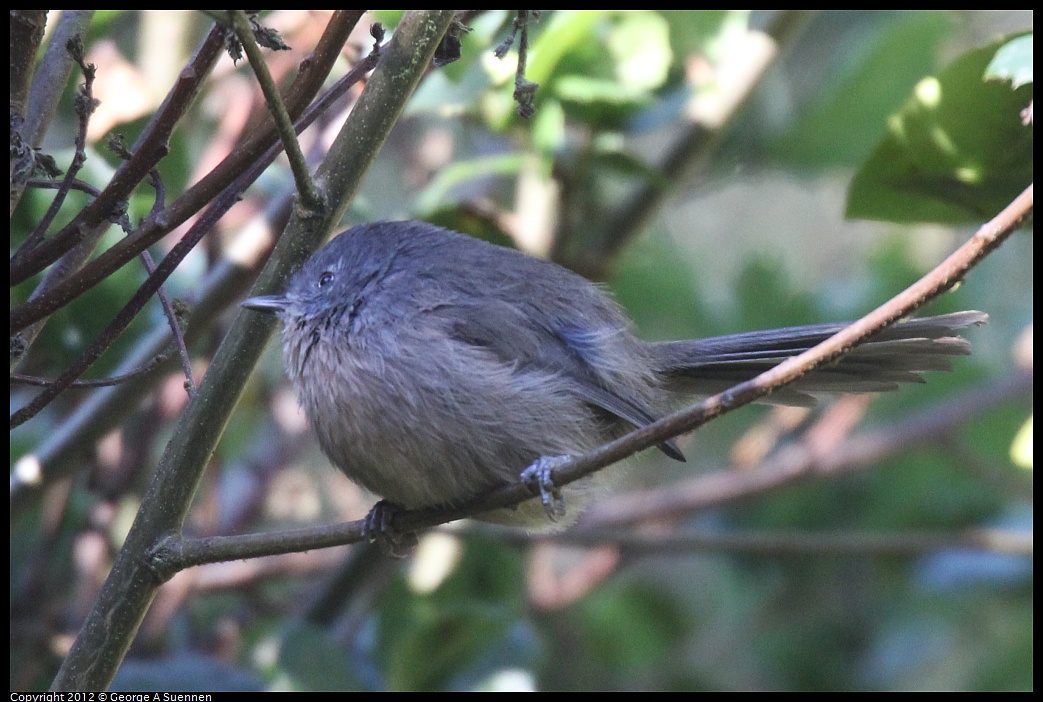 1013-093411-04.jpg - Wrentit