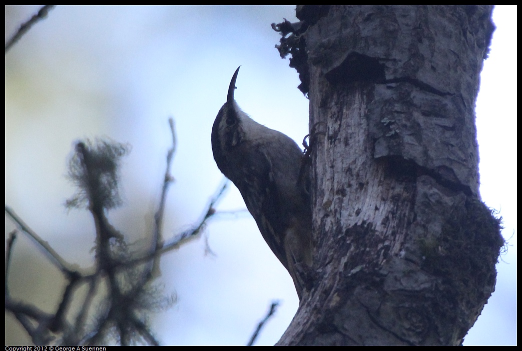 1013-093722-01.jpg - Brown Creeper