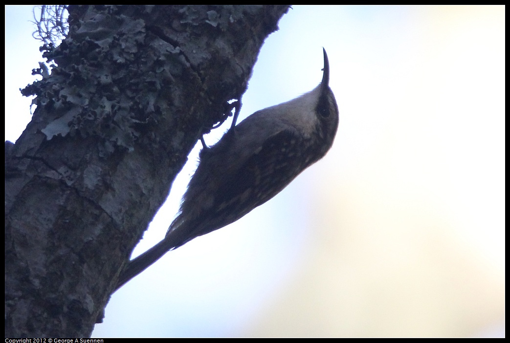 1013-093726-05.jpg - Brown Creeper