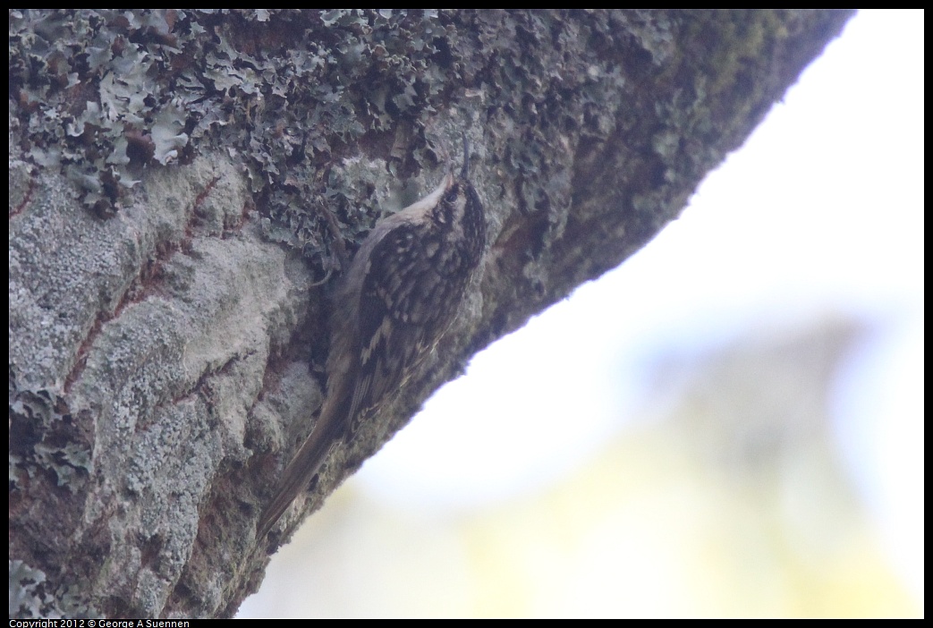 1013-093735-03.jpg - Brown Creeper