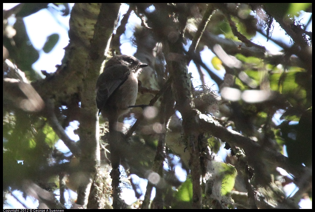 1013-100549-02.jpg - Bushtit