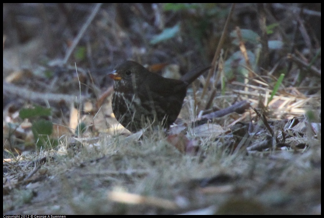 1013-101559-01.jpg - Fox Sparrow