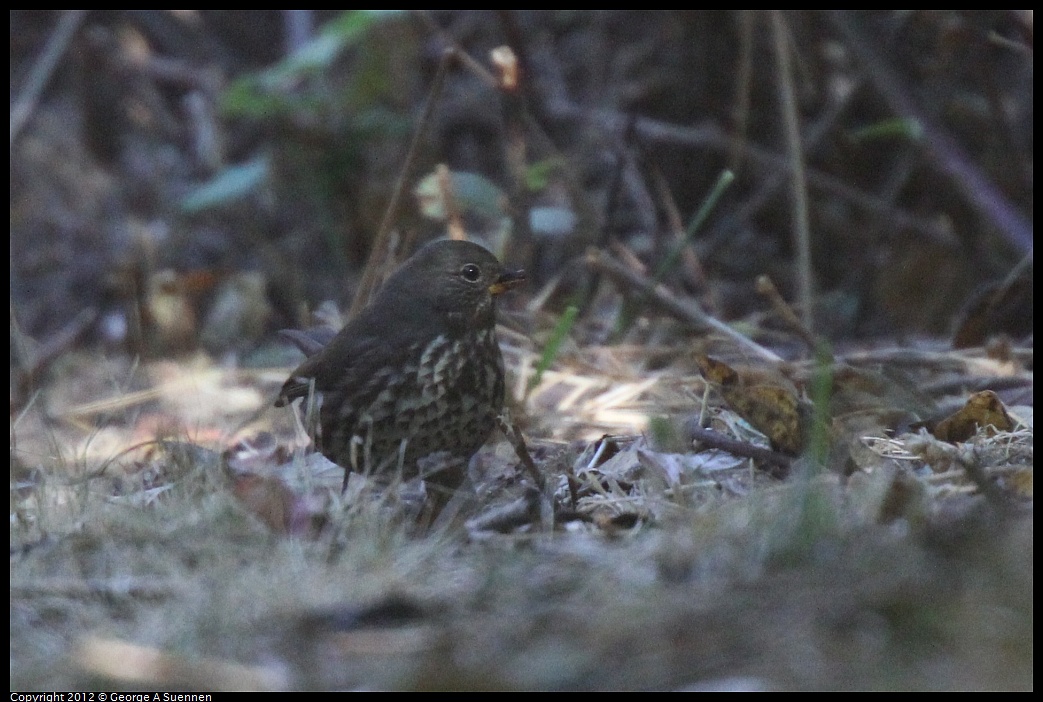 1013-101620-01.jpg - Fox Sparrow