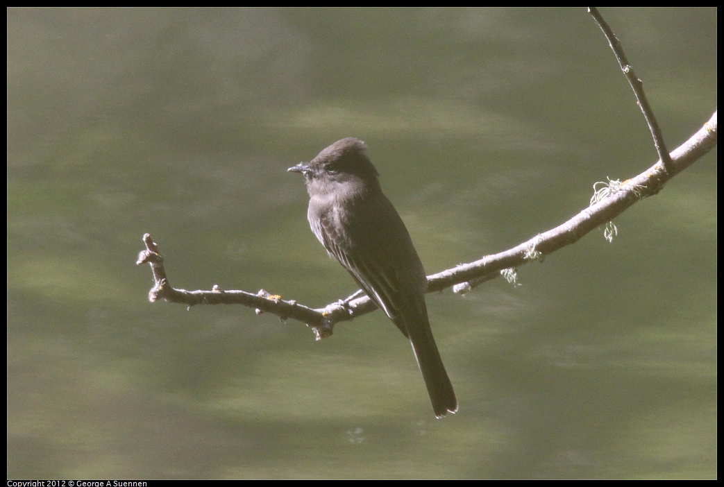 1013-103457-01.jpg - Black Phoebe