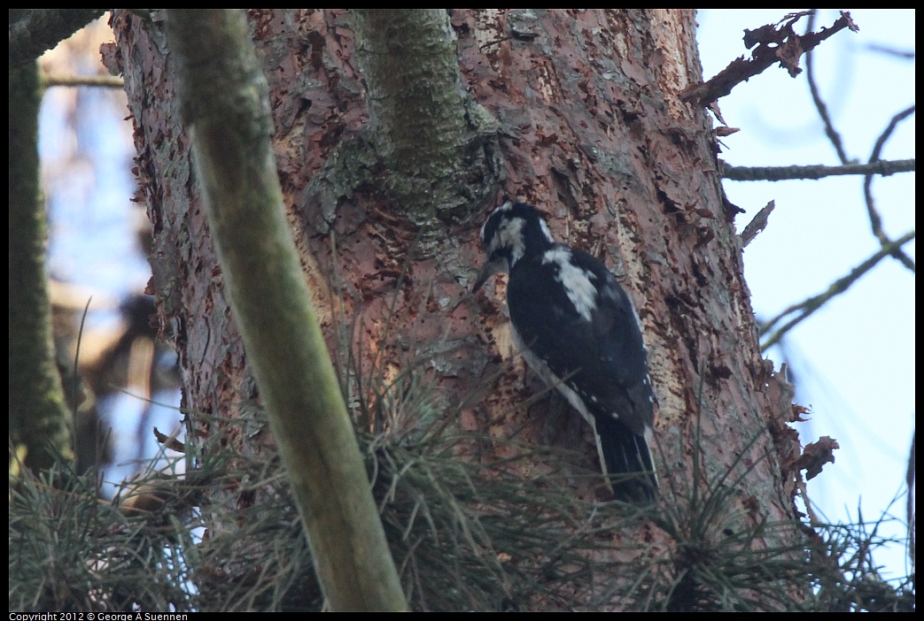 1013-104943-02.jpg - Hairy Woodpecker