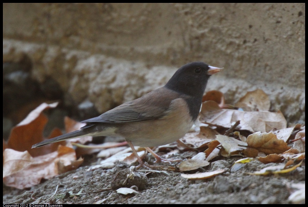 1013-105930-01.jpg - Dark-eyed Junco