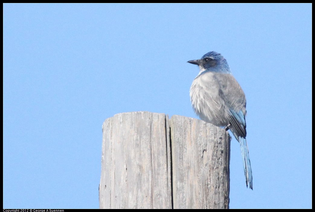 1013-111411-01.jpg - Western Scrub-Jay