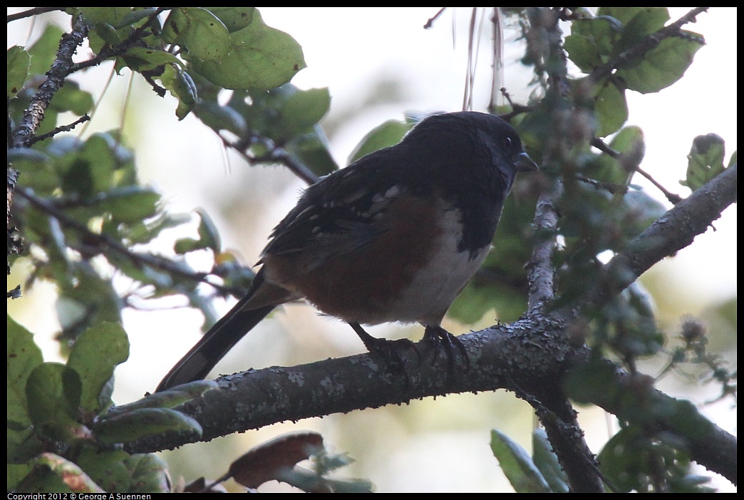 1014-110535-02.jpg - Spotted Towhee