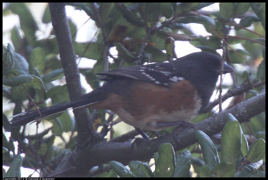 1014-110558-02.jpg - Spotted Towhee