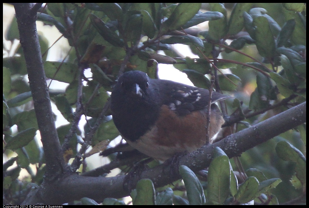 1014-110603-01.jpg - Spotted Towhee