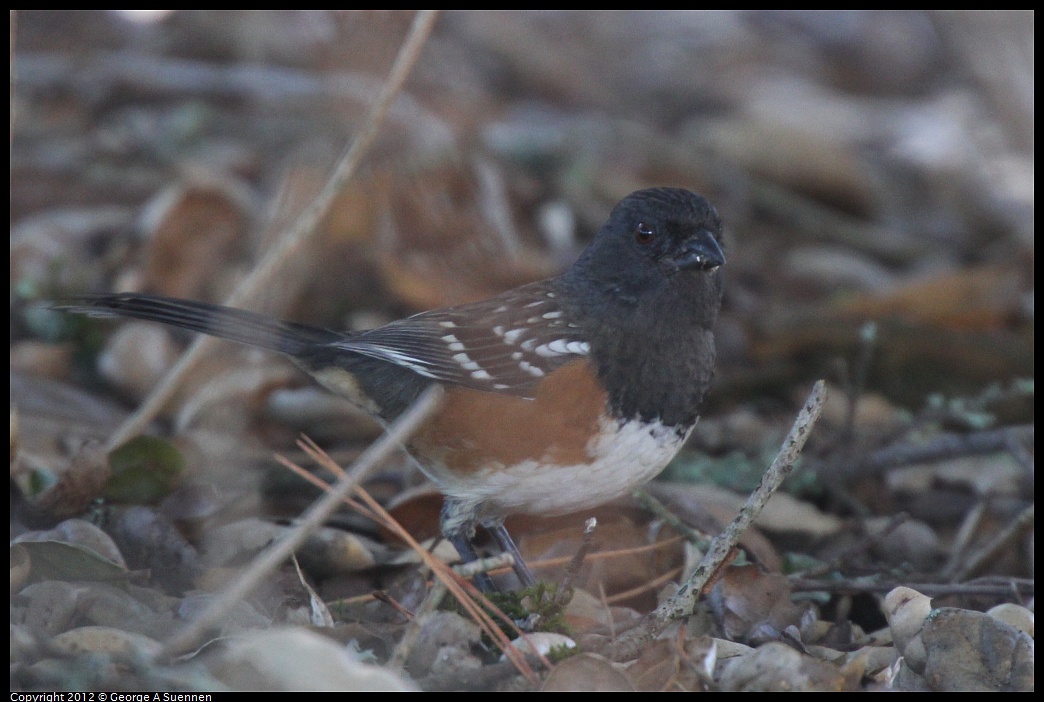 1014-112806-01.jpg - Spotted Towhee