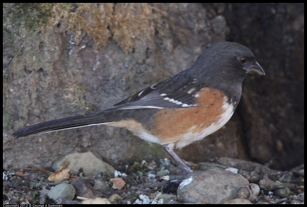 1014-112818-04.jpg - Spotted Towhee