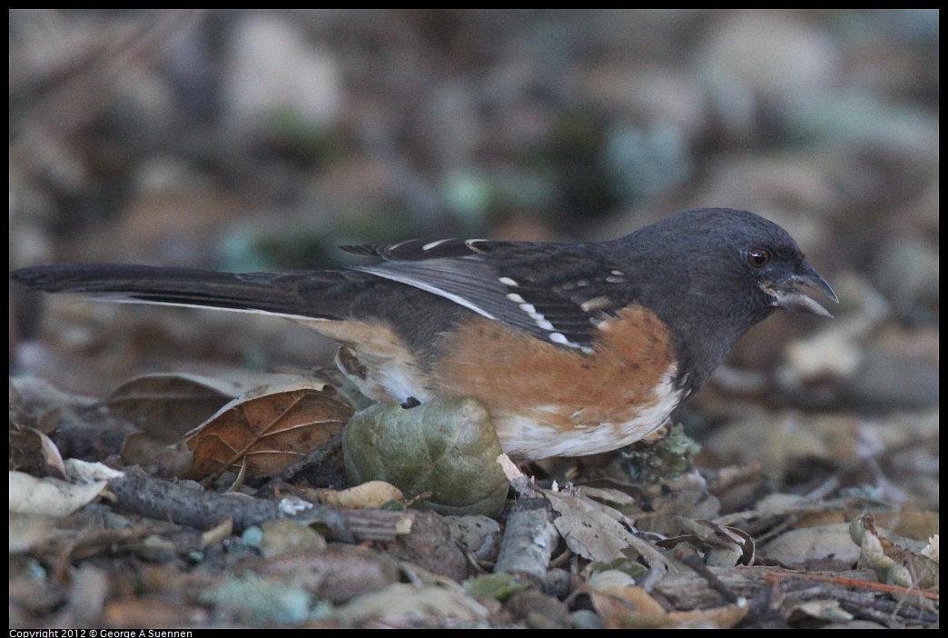 1014-112830-04.jpg - Spotted Towhee