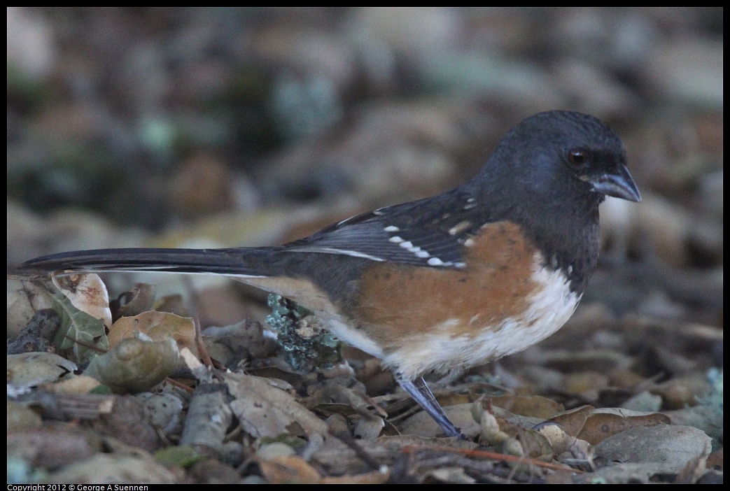 1014-112831-02.jpg - Spotted Towhee