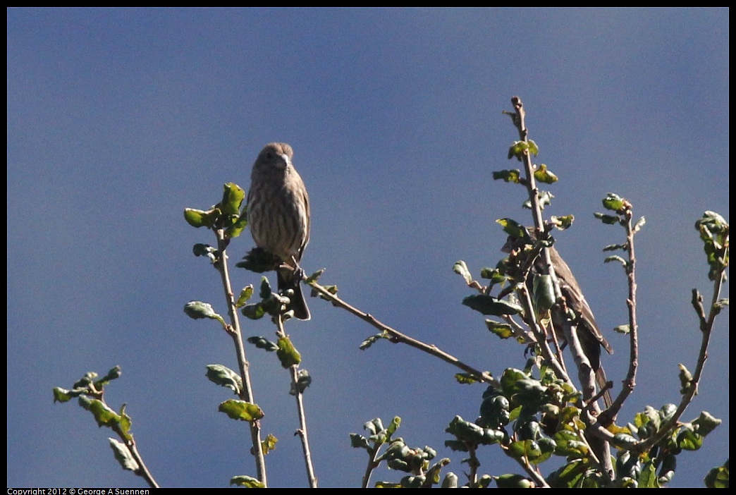 1014-112933-02.jpg - House Finch