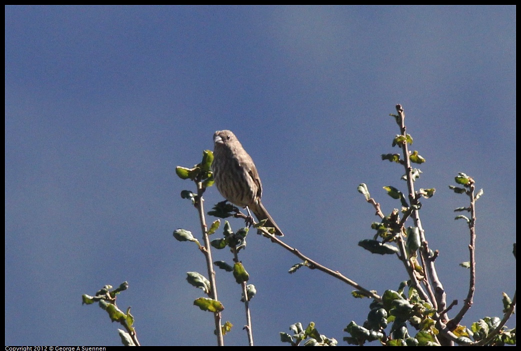 1014-113044-01.jpg - House Finch