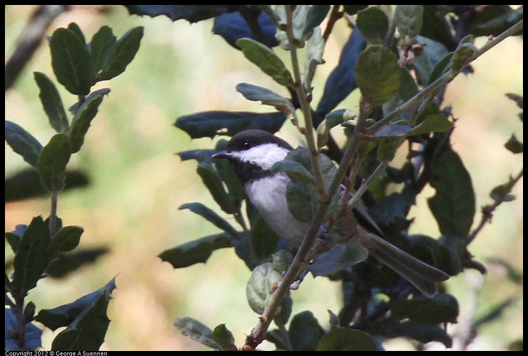 1014-115205-03.jpg - Chestnut-backed Chickadee