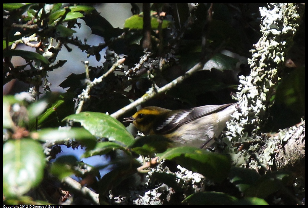 1014-115344-02.jpg - Townsend's Warbler