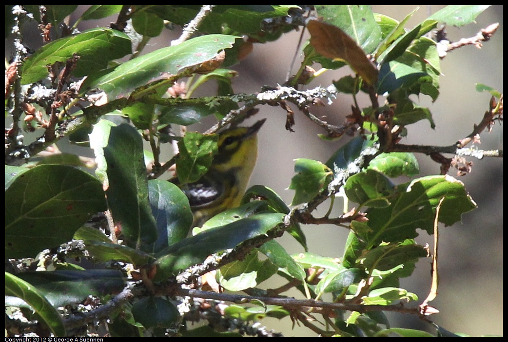 1014-115440-03.jpg - Townsend's Warbler