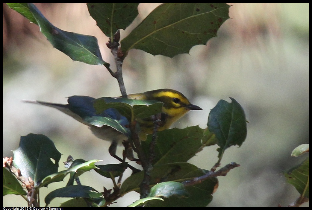 1014-115445-02.jpg - Townsend's Warbler