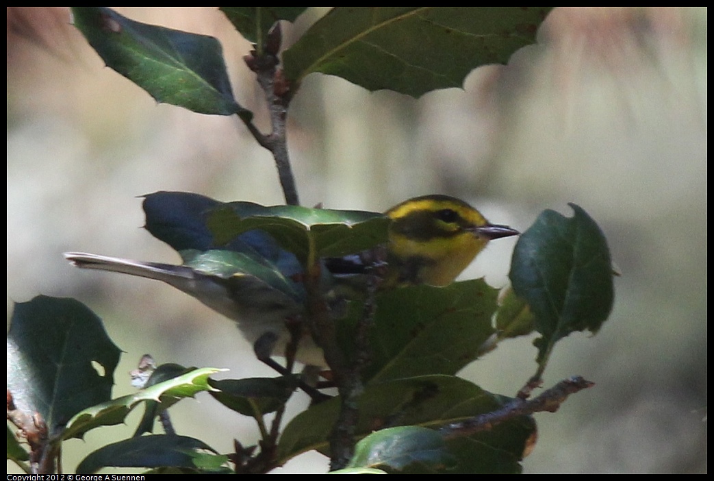 1014-115445-03.jpg - Townsend's Warbler