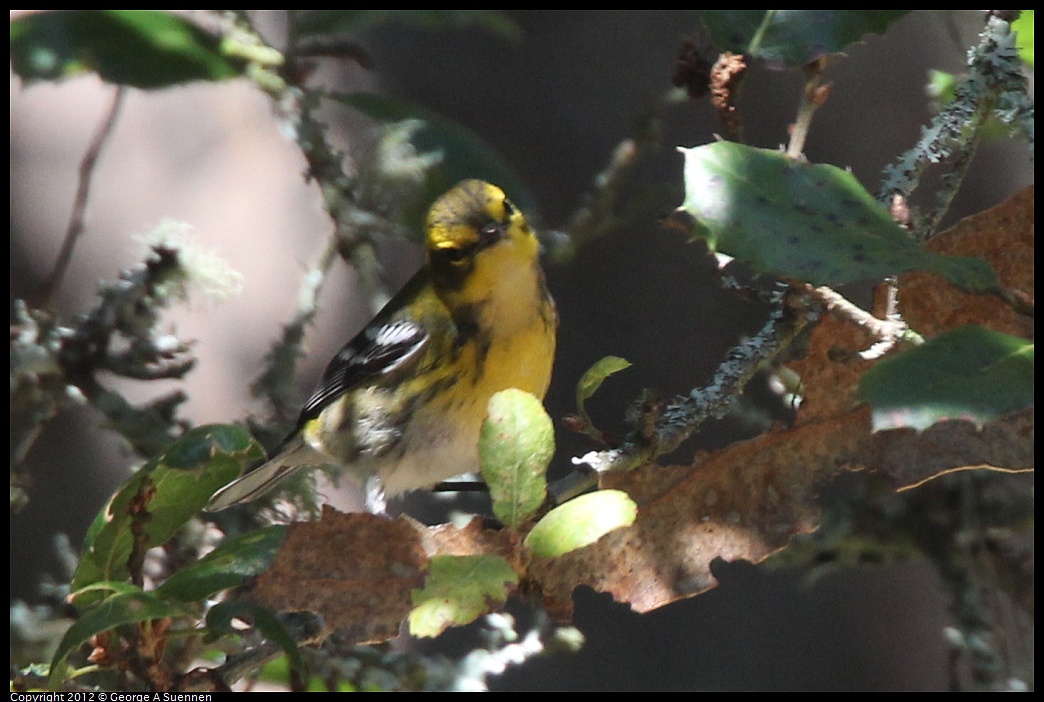 1014-115539-01.jpg - Townsend's Warbler