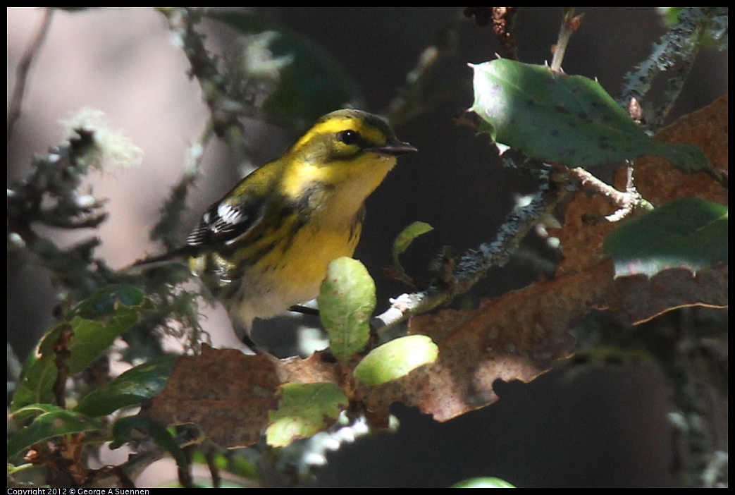 1014-115540-03.jpg - Townsend's Warbler