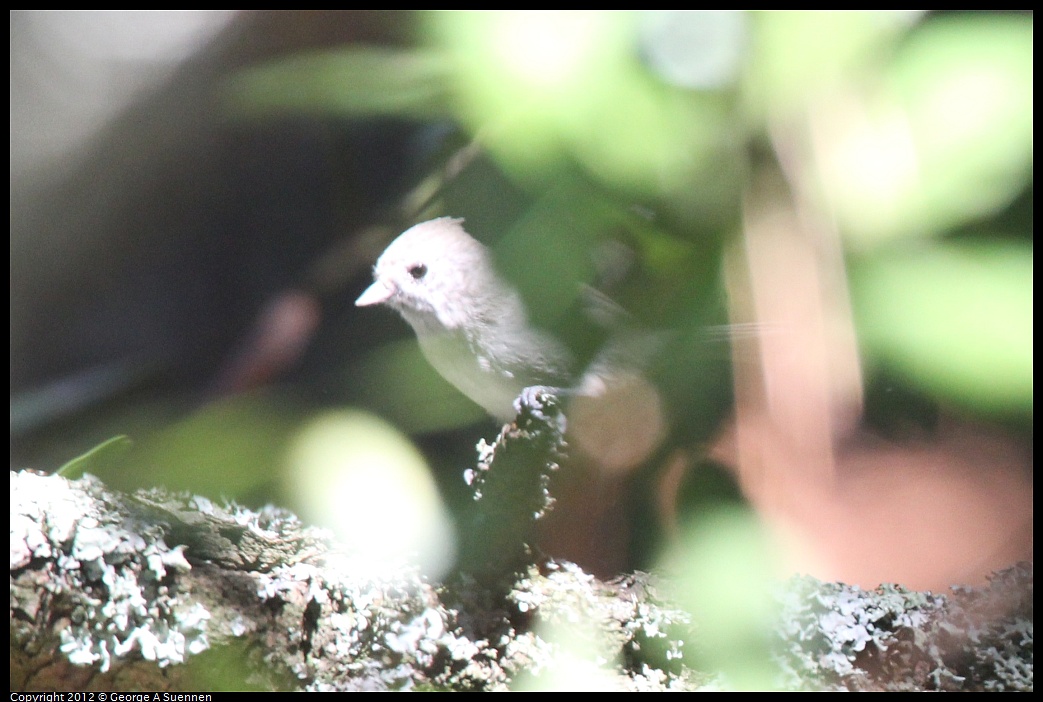 1014-115658-03.jpg - Oak Titmouse