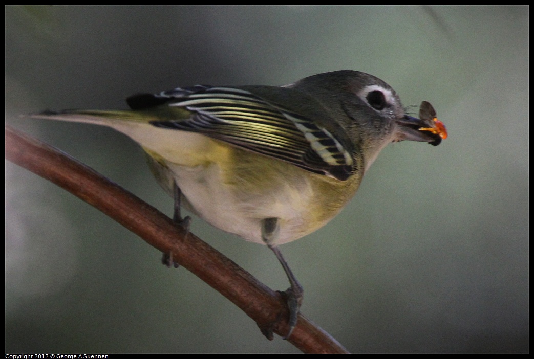 1014-120100-02.jpg - Cassin's Vireo