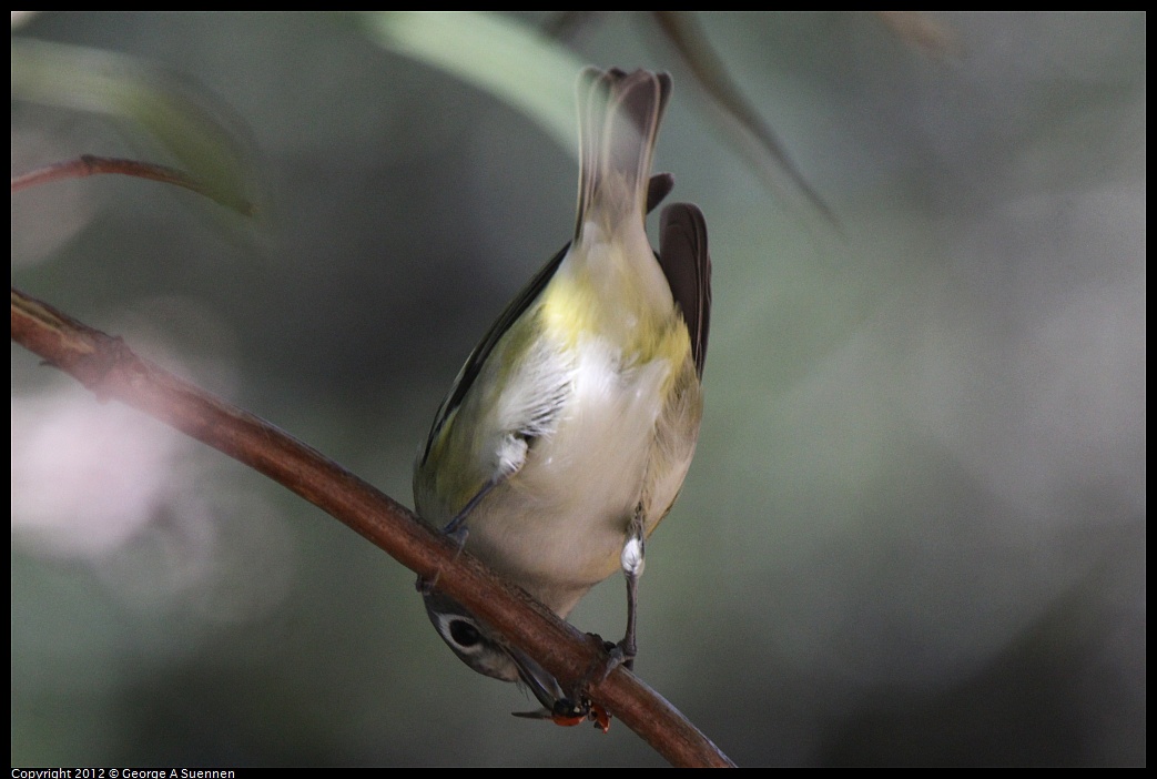 1014-120101-03.jpg - Cassin's Vireo