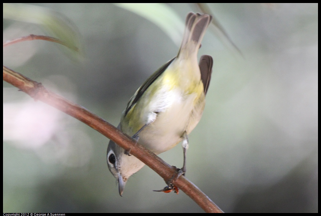 1014-120101-04.jpg - Cassin's Vireo