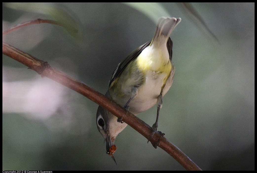 1014-120102-02.jpg - Cassin's Vireo